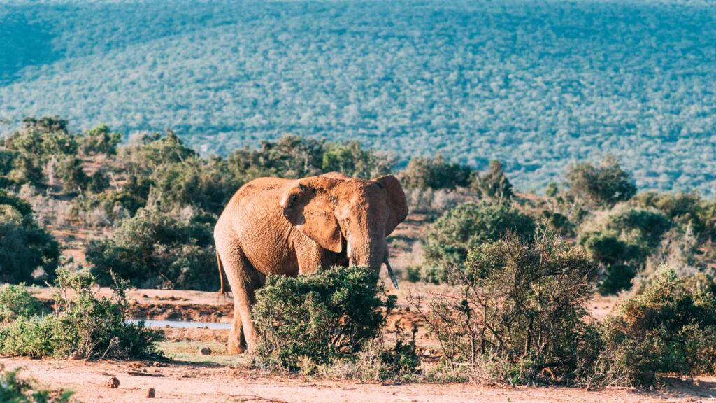 Local Escapes for Every Budget: Affordable Getaways in South Africa - Image 4