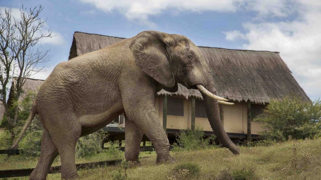 Hotel of the Week: Gorah Elephant Camp - Image 3