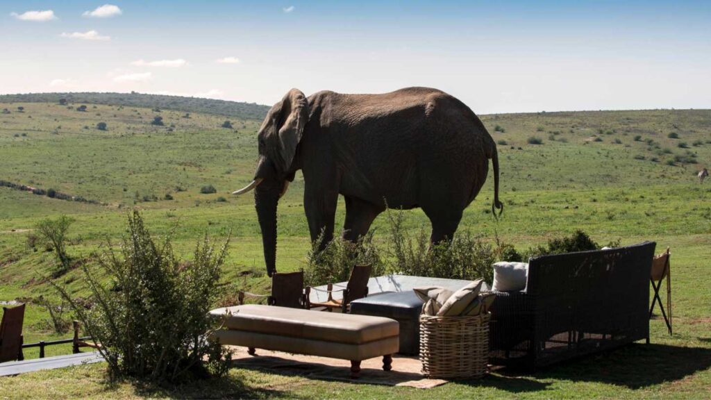 Hotel of the Week: Gorah Elephant Camp - Image 4