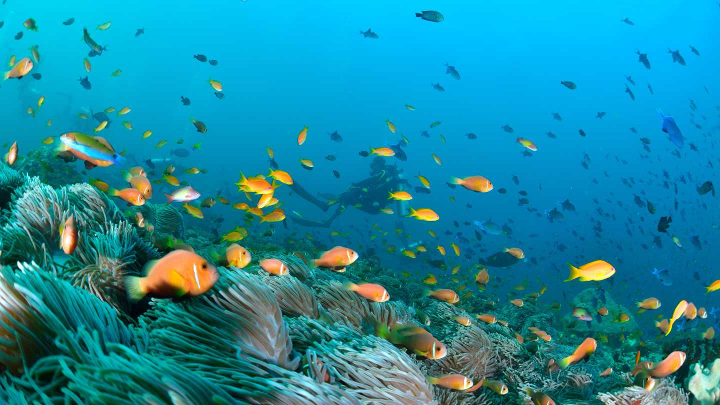 The Maldives: Where Paradise Meets the Indian Ocean - Image 1